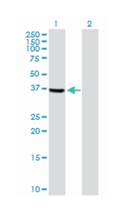 testis-specific serine kinase 2, Rabbit, Purified MaxPab Polyclonal Antibody,