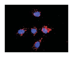 beta-site APP-cleaving enzyme 1, Rabbit, Purified MaxPab Polyclonal Antibody,