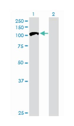 RAB GTPase activating protein 1, Mouse, Purified MaxPab Polyclonal Antibody,