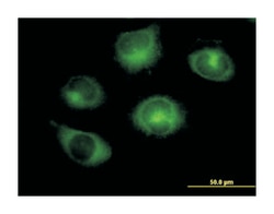 RAB GTPase activating protein 1, Mouse, Purified MaxPab Polyclonal Antibody,