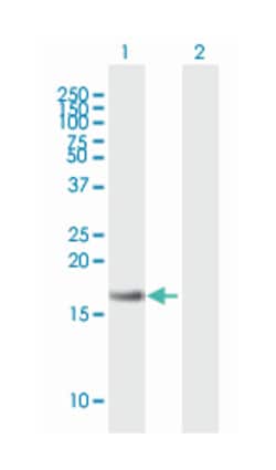 LY96 (B03P), Mouse anti-Human, Polyclonal Antibody, Abnova 50&mu;g; Unlabeled:Antibodies,