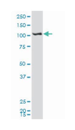 SH3-domain binding protein 4, Mouse, Polyclonal Antibody, Abnova 50&mu;L;