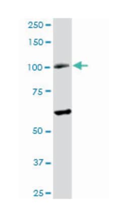 RAD54 homolog B (S. cerevisiae), Rabbit, Purified MaxPab Polyclonal Antibody,