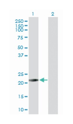 RAB26, member RAS oncogene family, Rabbit, Purified MaxPab Polyclonal Antibody,