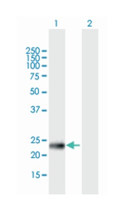 PHD finger protein 19, Mouse, Purified MaxPab Polyclonal Antibody, Abnova 50 &mu;g | Buy Online | Abnova Corporation | Fisher Scientific