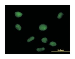 PHD finger protein 19, Mouse, Purified MaxPab Polyclonal Antibody, Abnova 50 &mu;g | Buy Online | Abnova Corporation | Fisher Scientific