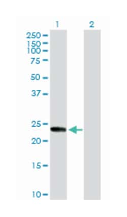 kinesin family member 26A, Rabbit, Purified MaxPab Polyclonal Antibody, Abnova 100 &mu;g | Buy Online | Abnova | Fisher Scientific