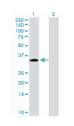 fibroblast growth factor 21, Rabbit, Purified MaxPab Polyclonal Antibody,