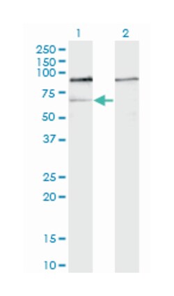 guanine nucleotide binding protein-like 3 (nucleolar), Mouse, Clone: 1A1,