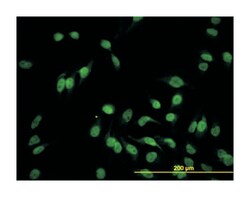 hairy/enhancer-of-split related with YRPW motif-like, Mouse, Clone: 1F6,