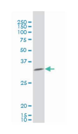 HEYL, Mouse, Clone: 1C4, Abnova 100&mu;g; Unlabeled:Antibodies, Monoclonal