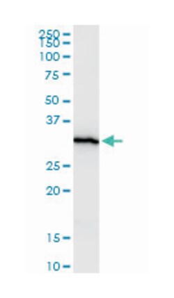HEYL, Mouse, Clone: 2E12, Abnova 100&mu;g; Unlabeled:Antibodies, Monoclonal