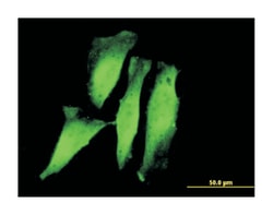 ring finger protein 11, Mouse, Clone: 4G7, Abnova 100&mu;g; Unlabeled:Antibodies,
