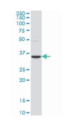 staufen, RNA binding protein, homolog 2 (Drosophila), Mouse, Clone: 6F9,