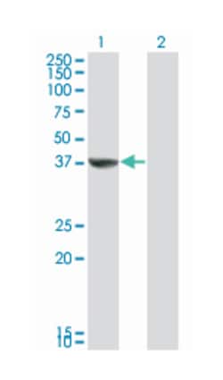 TAF5L, Mouse, Clone: 1C5, Abnova 200&mu;L; Unlabeled:Antibodies, Monoclonal