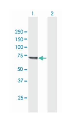 kelch-like 20 (Drosophila), Mouse, Purified MaxPab Polyclonal Antibody, Abnova 50 &mu;g | Buy Online | Abnova Corporation | Fisher Scientific