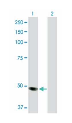 molybdenum cofactor synthesis 3, Rabbit, Purified MaxPab Polyclonal Antibody,