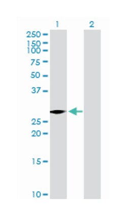 VENT homeobox homolog (Xenopus laevis), Mouse, Purified MaxPab Polyclonal