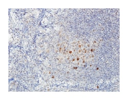 ADAM-like, decysin 1, Mouse, Clone: 6C4, Abnova 100&mu;g; Unlabeled:Antibodies,