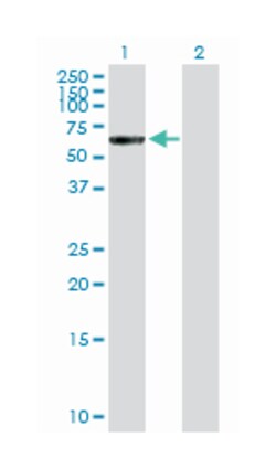 catenin (cadherin-associated protein), alpha 3, Rabbit, Purified MaxPab