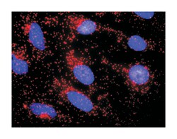 catenin (cadherin-associated protein), alpha 3, Rabbit, Purified MaxPab