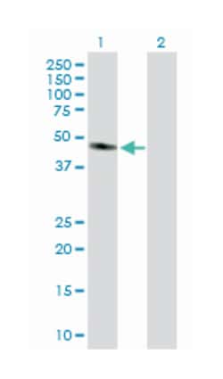GDP-mannose pyrophosphorylase A, Rabbit, Purified MaxPab Polyclonal Antibody,