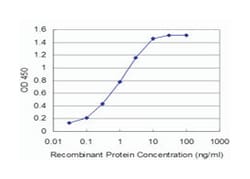 T-cell leukemia homeobox 3, Mouse, Clone: 5B11, Abnova 100&mu;g; Unlabeled:Antibodies,