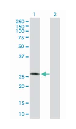 Kv channel interacting protein 3, calsenilin, Rabbit, Purified MaxPab Polyclonal