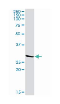Kv channel interacting protein 3, calsenilin, Rabbit, Purified MaxPab Polyclonal