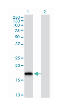 glutaredoxin 2, Mouse, Purified MaxPab Polyclonal Antibody, Abnova 50&mu;g;