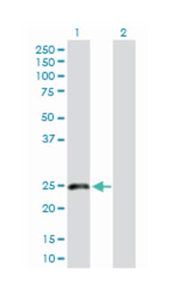 C-type lectin domain family 1, member B, Rabbit, Purified MaxPab Polyclonal