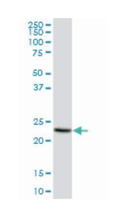 membrane-spanning 4-domains, subfamily A, member 4, Mouse, Polyclonal Antibody,