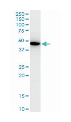 Kruppel-like factor 13, Mouse, Clone: 1D3, Abnova 100&mu;g; Unlabeled:Antibodies,