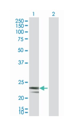 mitochondrial ribosomal protein S23, Mouse, Purified MaxPab Polyclonal