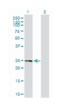 FK506 binding protein 7, Mouse, Purified MaxPab Polyclonal Antibody, Abnova