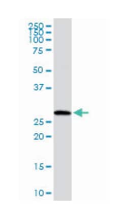 RAB23, member RAS oncogene family, Rabbit, Purified MaxPab Polyclonal Antibody,