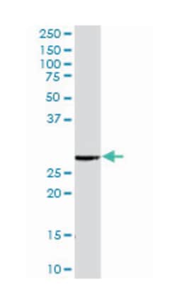 RAB23, member RAS oncogene family, Rabbit, Purified MaxPab Polyclonal Antibody,