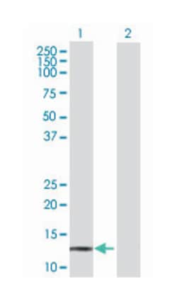 polymerase (RNA) III (DNA directed) polypeptide K, 12.3kDa (B01), Mouse anti-Human, Polyclonal Antibody, Abnova 50 &mu;L | Buy Online | Abnova | Fisher Scientific
