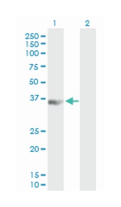 poly(rC) binding protein 3, Mouse, Purified MaxPab Polyclonal Antibody,