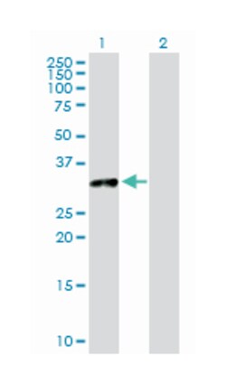 toll interacting protein, Rabbit, Purified MaxPab Polyclonal Antibody, Abnova 100 &mu;g | Buy Online | Abnova | Fisher Scientific