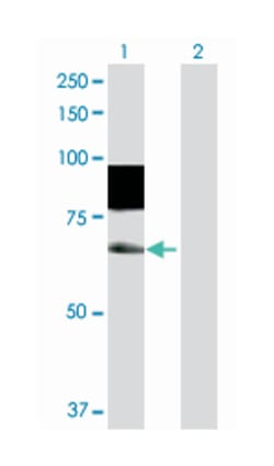 slingshot homolog 3 (Drosophila), Rabbit, Purified MaxPab Polyclonal Antibody,
