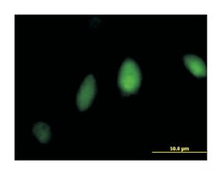 Fanconi anemia, complementation group L, Mouse, Purified MaxPab Polyclonal