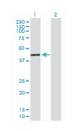 Abnova Corporation&nbsp;GTPase, IMAP family member 4, Mouse, Purified MaxPab&trade; Polyclonal Antibody, Abnova&trade;