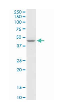 serine/threonine/tyrosine kinase 1, Rabbit, Purified MaxPab Polyclonal