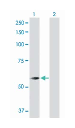 CNDP dipeptidase 2 (metallopeptidase M20 family), Rabbit, Purified MaxPab