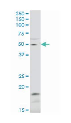 zinc finger protein 83 (A01), Mouse anti-Human, Mouse, Polyclonal Antibody,