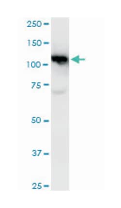 cullin-associated and neddylation-dissociated 1, Mouse, Polyclonal Antibody,