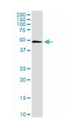 integrin alpha FG-GAP repeat containing 2, Rabbit, Purified MaxPab Polyclonal