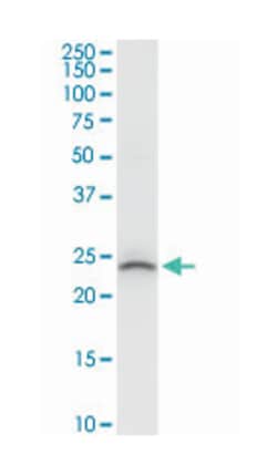B-cell receptor-associated protein 29, Rabbit, Purified MaxPab Polyclonal