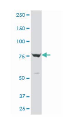 protocadherin gamma subfamily B, 1 (A01), Mouse anti-Human, Mouse, Polyclonal Antibody, Abnova 50 &mu;L | Buy Online | Abnova Corporation | Fisher Scientific